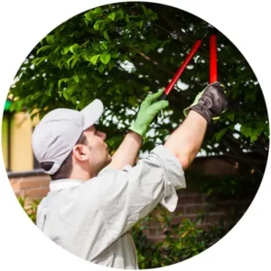 تنسيق وتقليم الأشجار