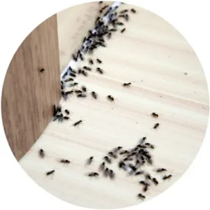 رش المبيدات الحشرية